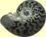 Ammonite pyritisée