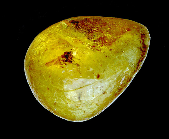 Moustique dans du copal (Pliocène)