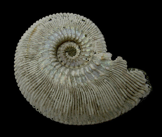 Face externe d'une Ammonite pyritisée (Jurassique)