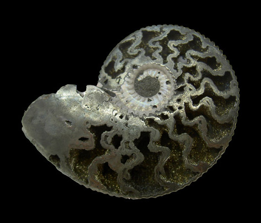 Face interne d'une Ammonite pyritisée (Jurassique)