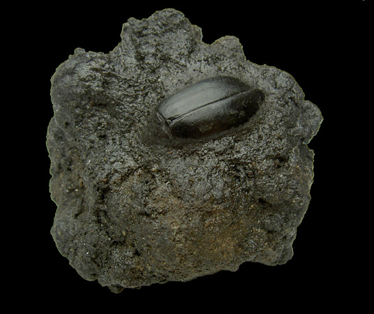 Coléoptère dans bitume (Pléistocène)