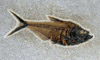 Diplomystus dentatus (Paléogène)