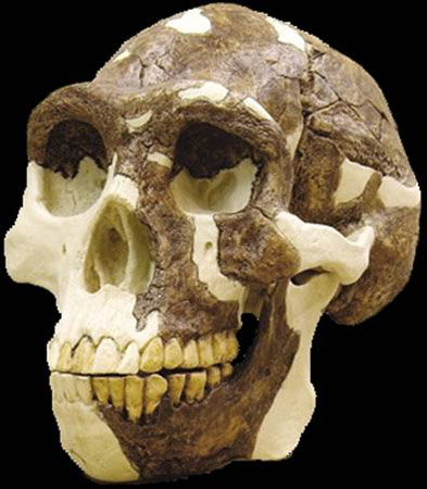 Homo erectus (1,6 millions d'années)