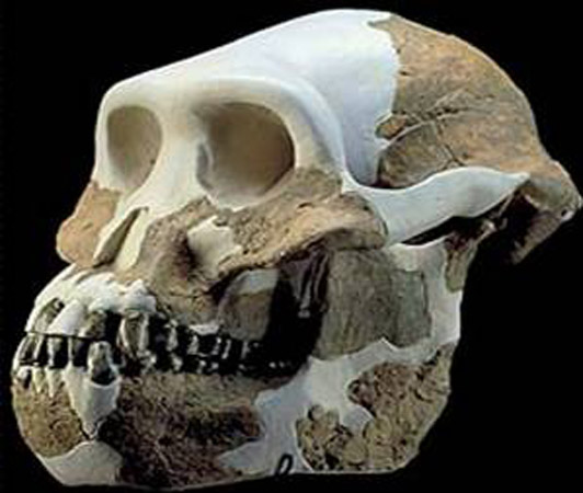 Australopithecus anamensis (4 millions d'années)