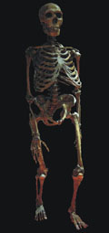 Homme de Néandertal (28 000 à 250 000 ans)