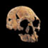 Homo rudolfensis (1,8 à 1,9 millions d'années)