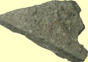 Calcaire fossilifère